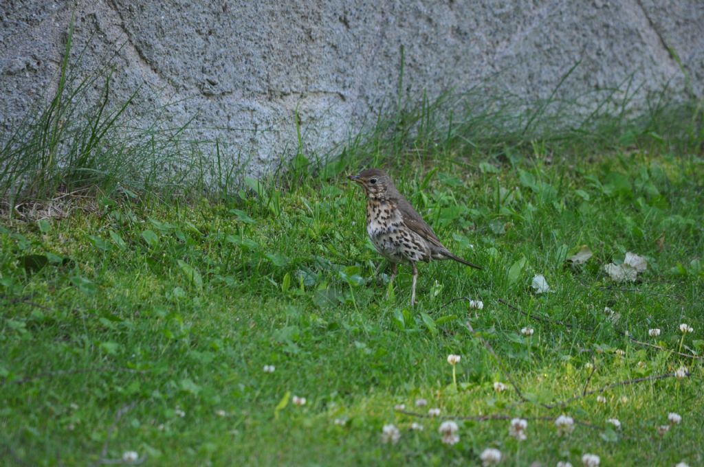 Turdus da id:  Tordo bottaccio (Turdus philomelos)